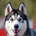 Sofia R. with her husky, Balto.